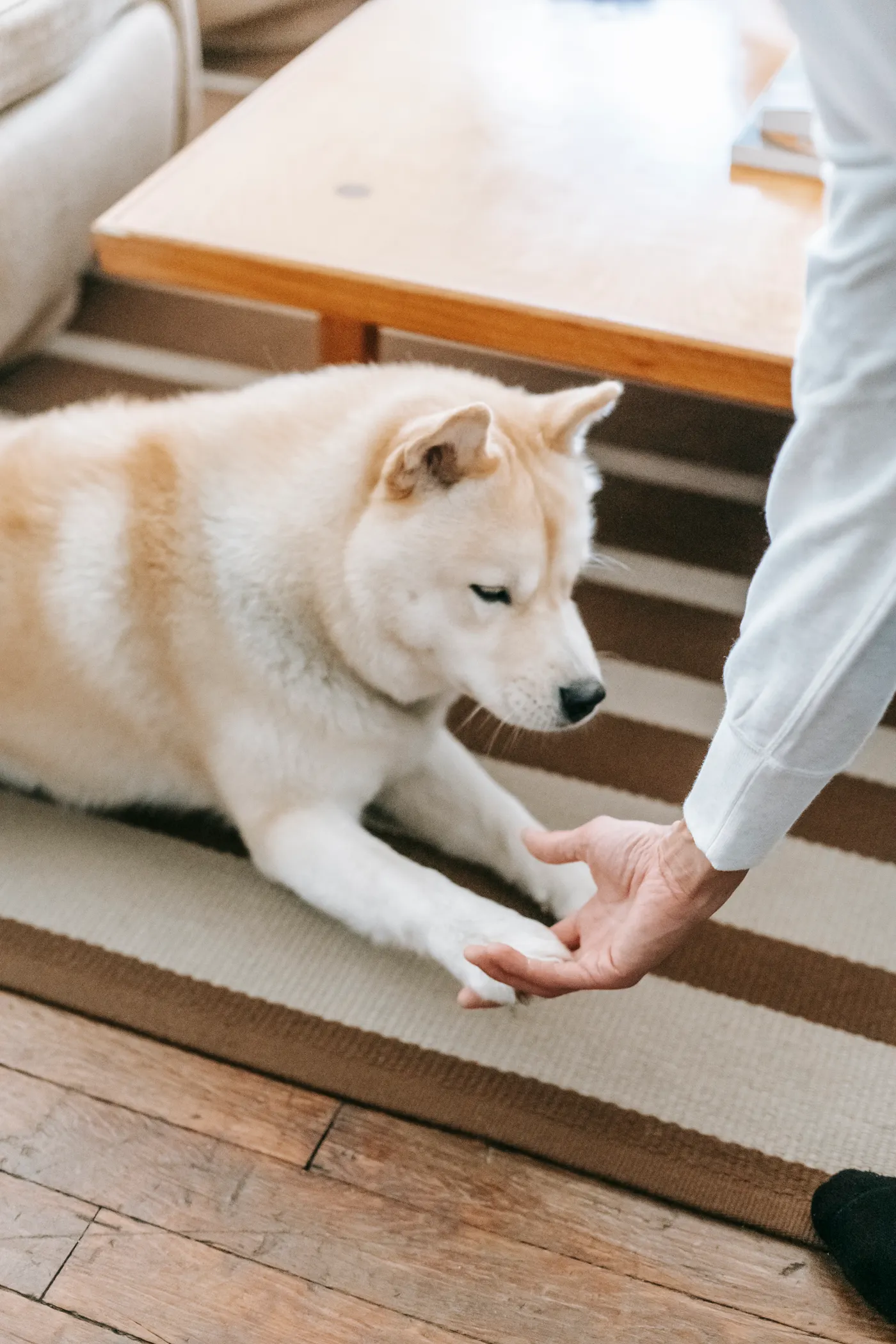 Tutor interagindo com cachorro em casa
