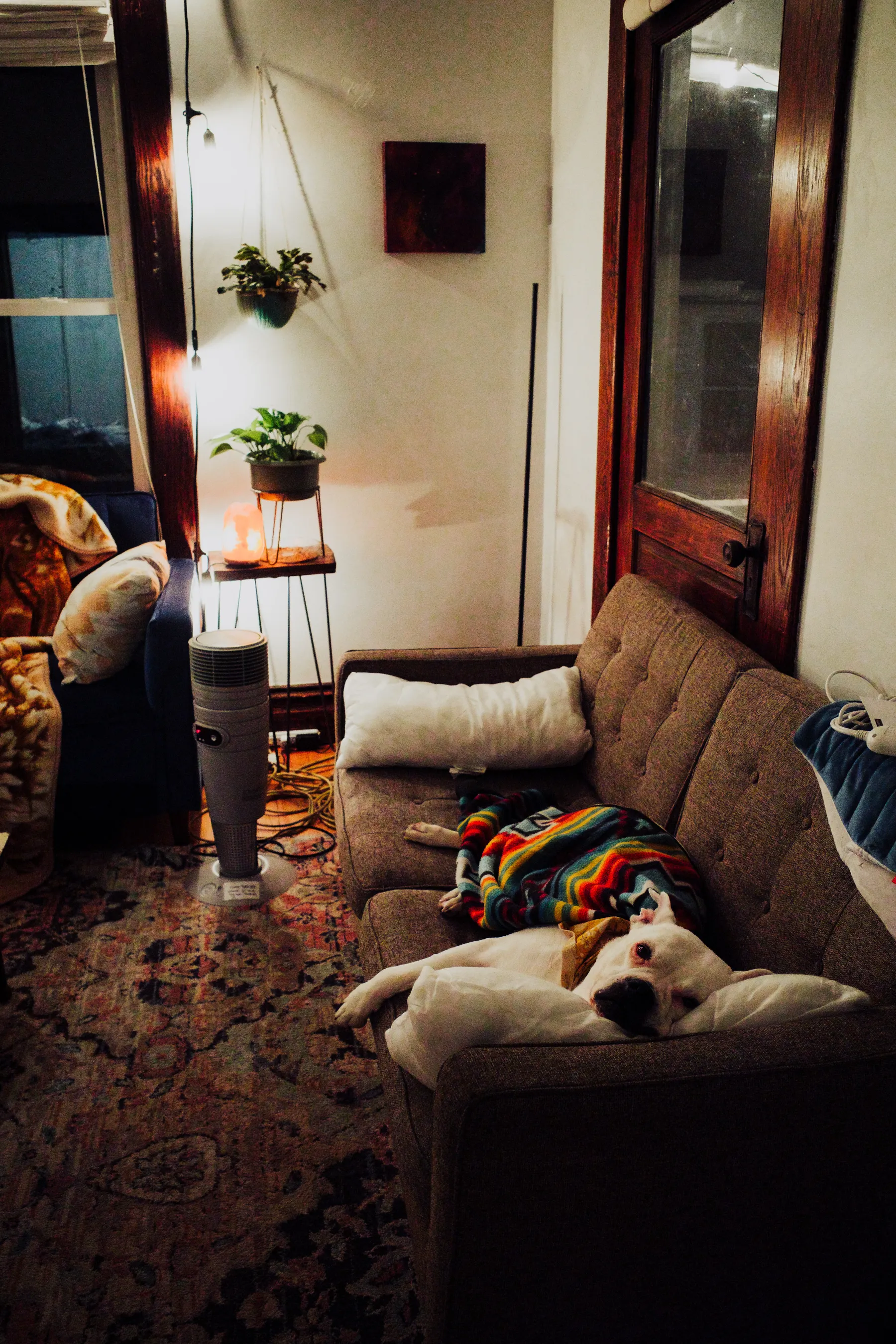 Cachorro descansando em ambiente doméstico