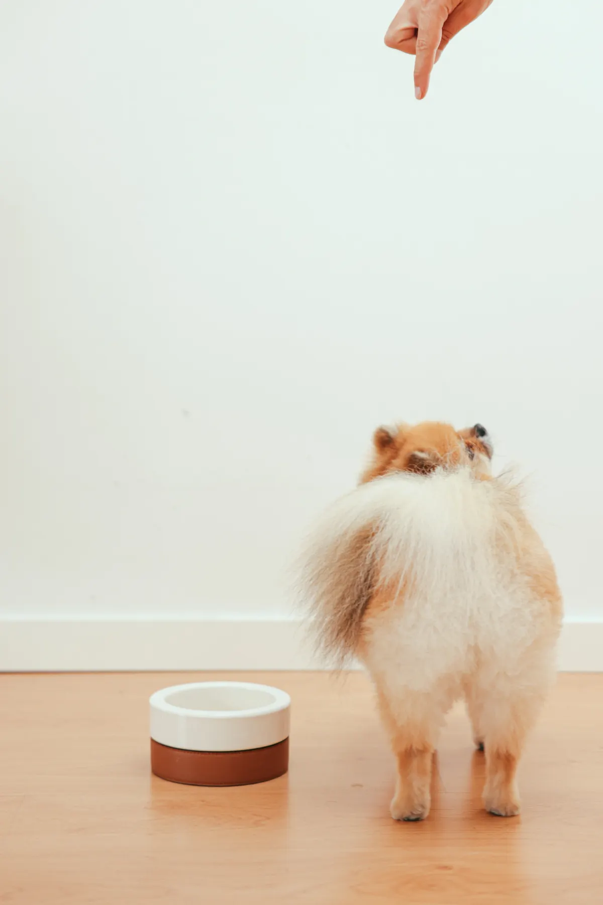 Cachorro em rotina doméstica respondendo a orientação