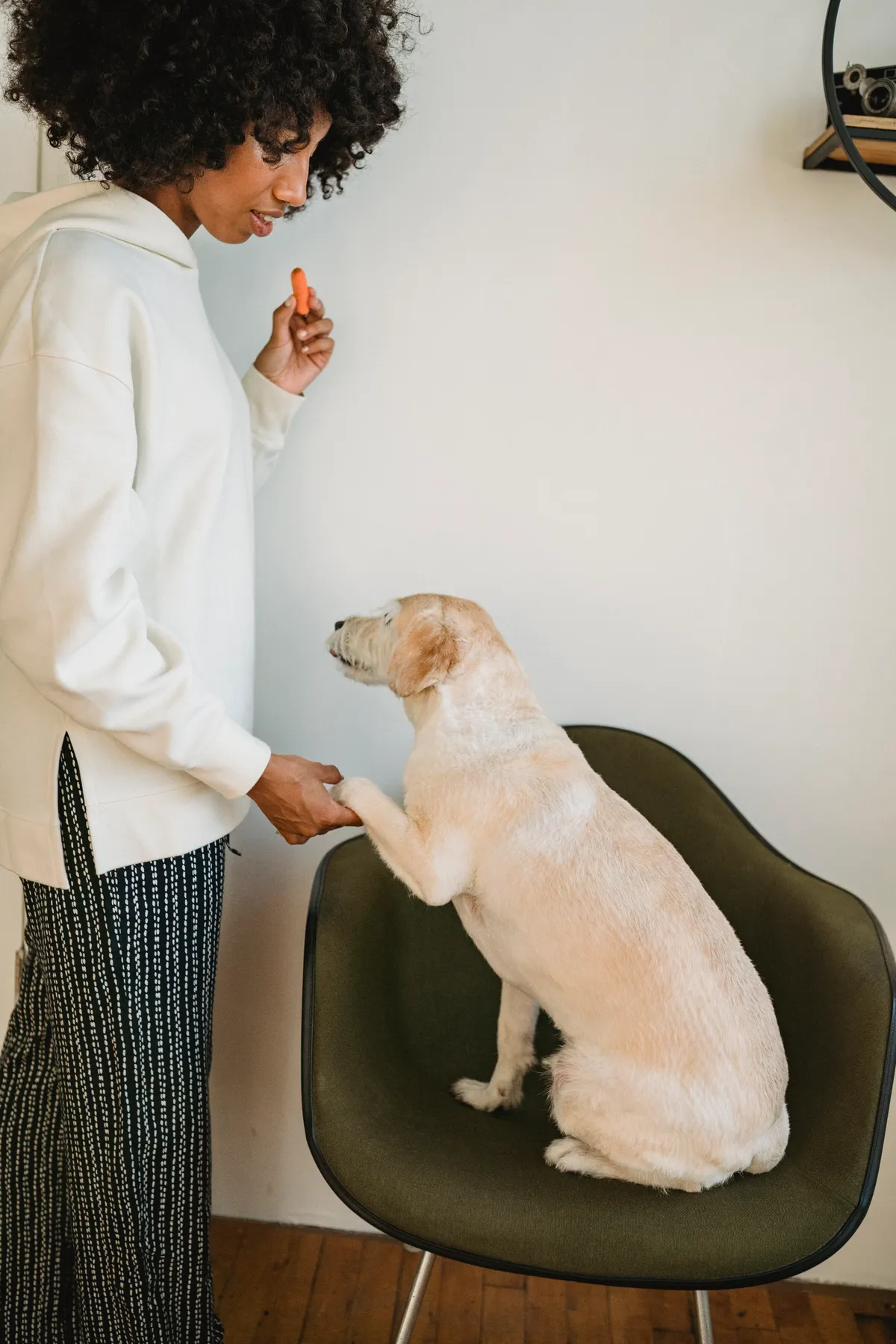 Pessoa treinando cachorro em casa com reforço positivo